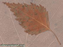 [Overlayed Leaves]